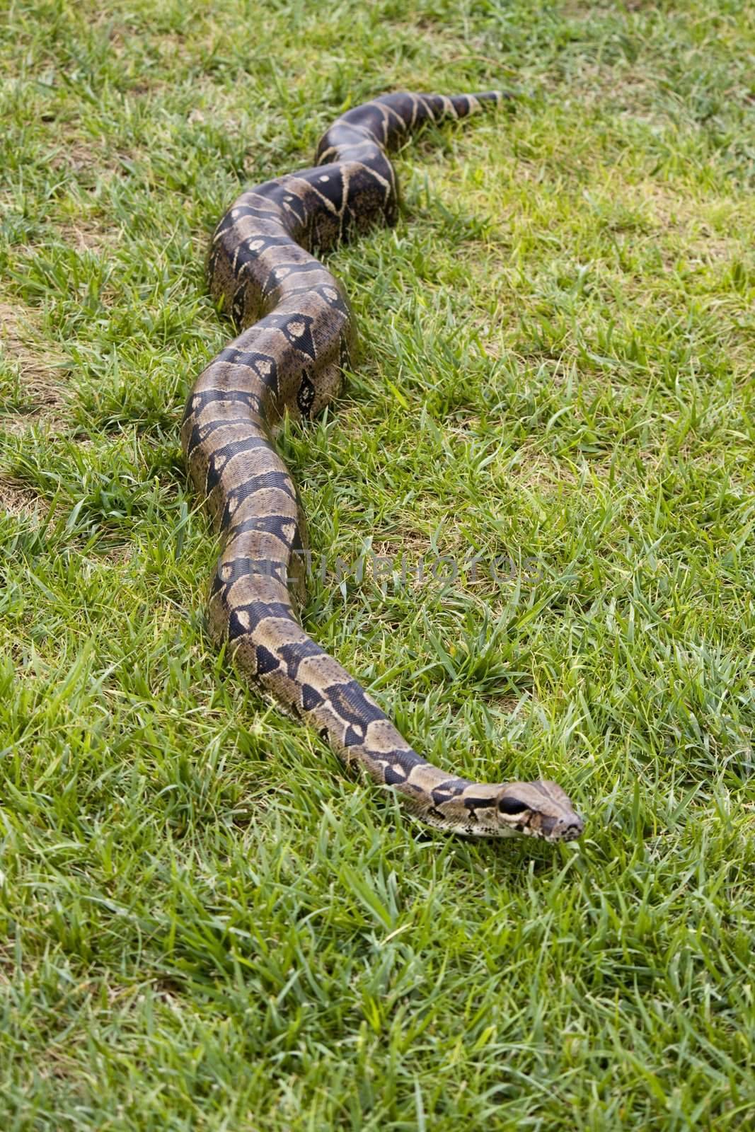 Full body view of a boa constrictor on the grass.
