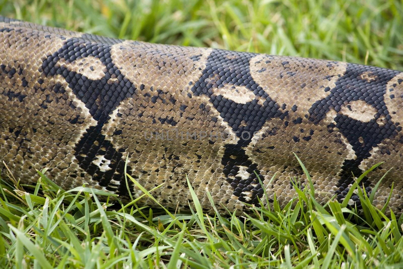 Partial view of the body and skin of a boa constrictor snake.