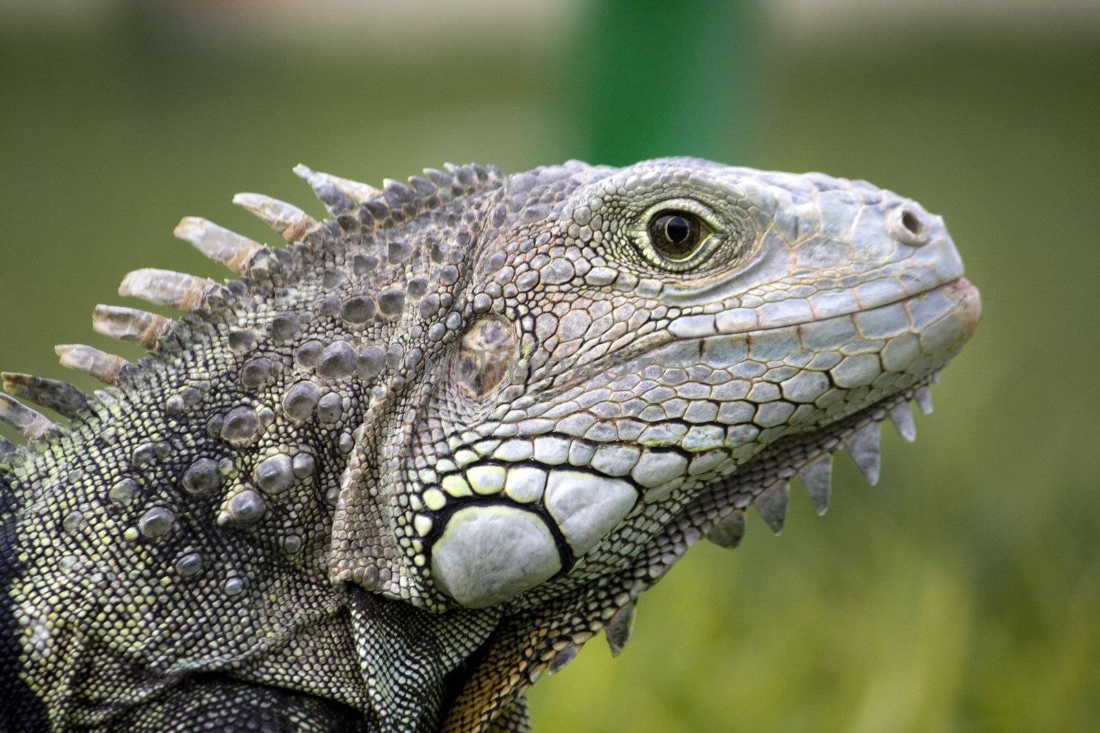 Iguana head by membio