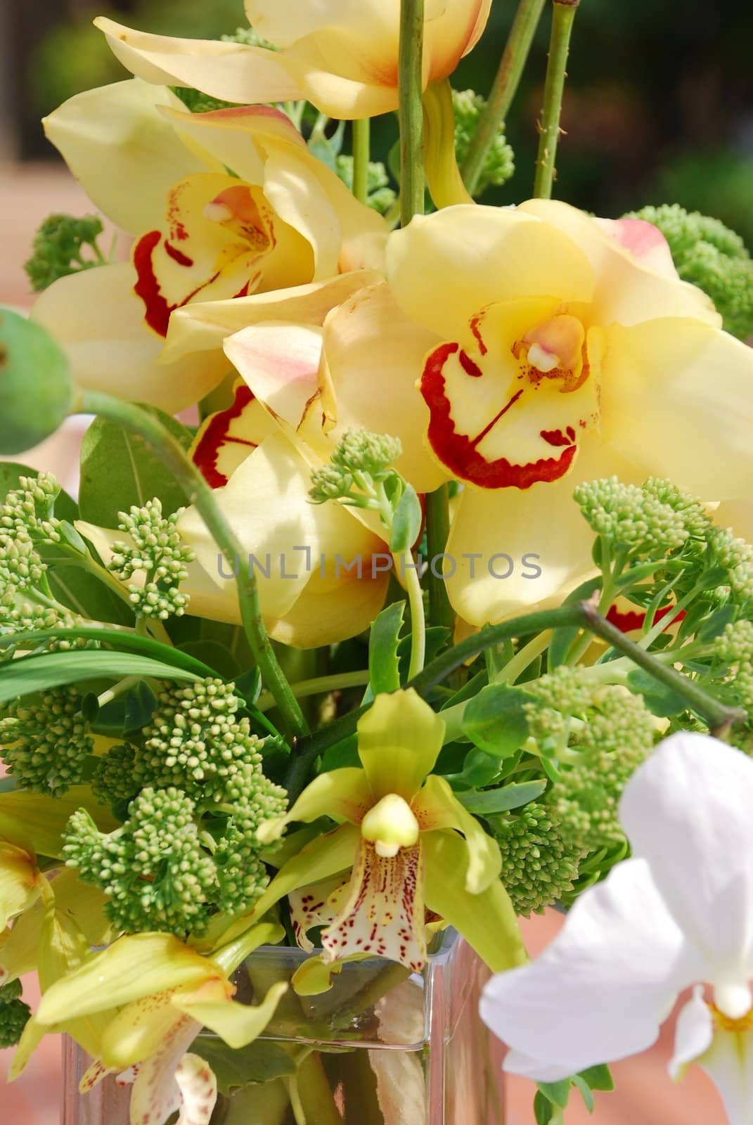 Close up shot of beautiful orchid flowers in an arrangement