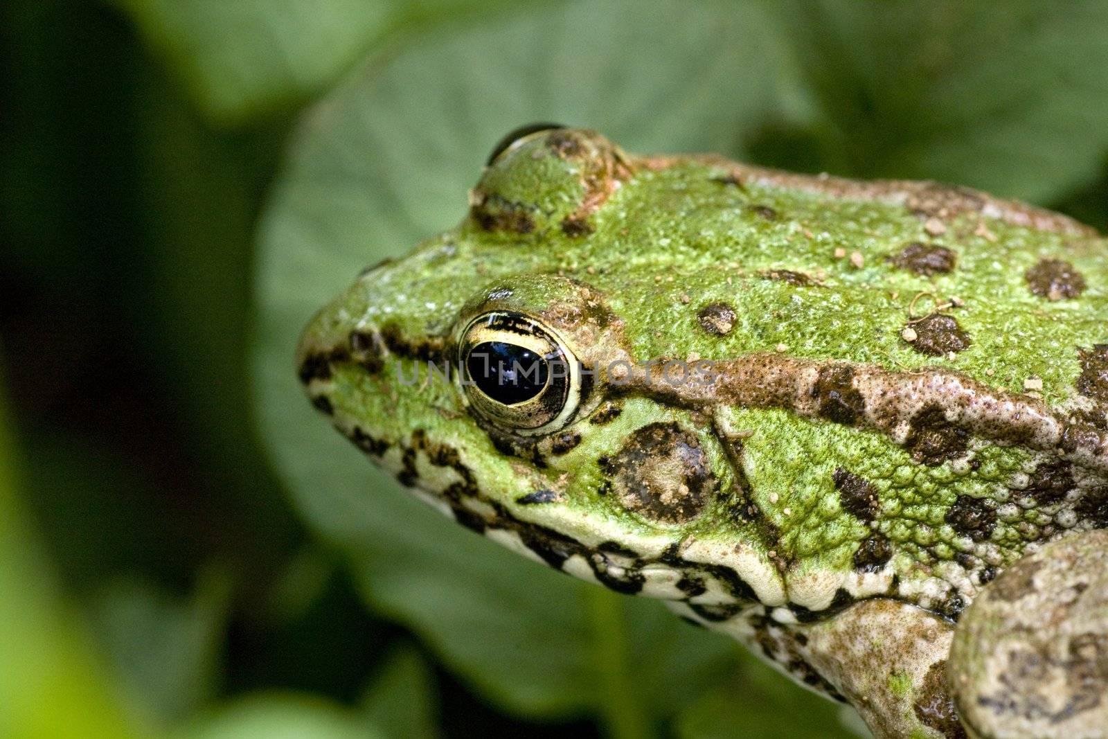 Close up view of common water frog on a potato plantation.