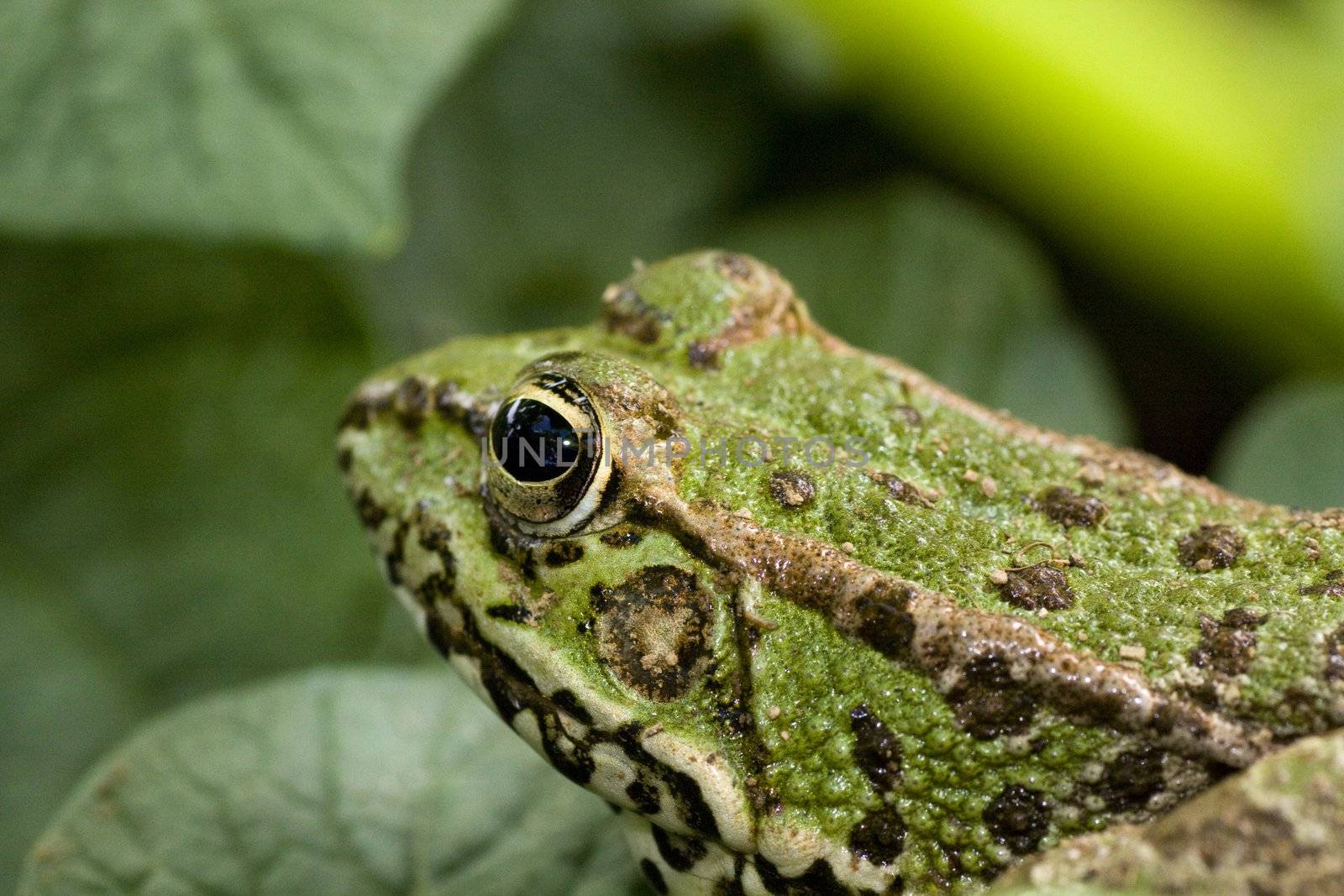 Closeup view of common water frog on a potatoe plantation.
