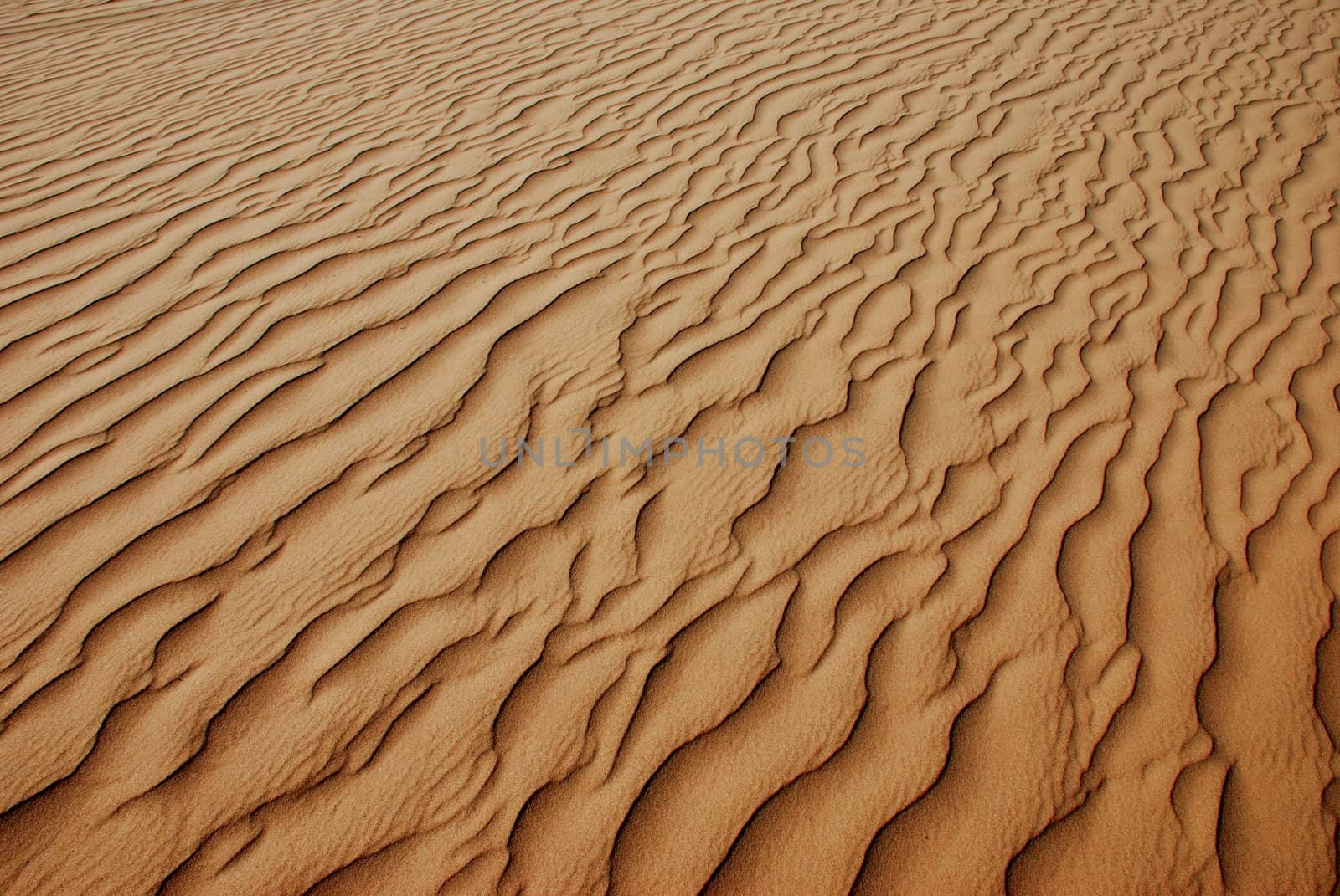 Sea of Ripples in Sand Dune Desert