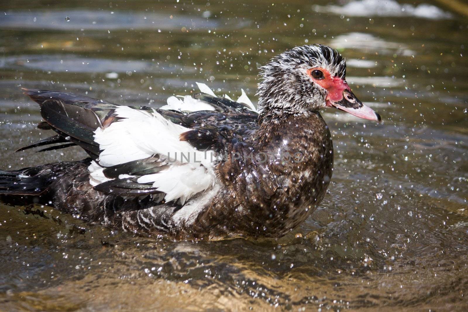 View of a duck taking a bath on a river.