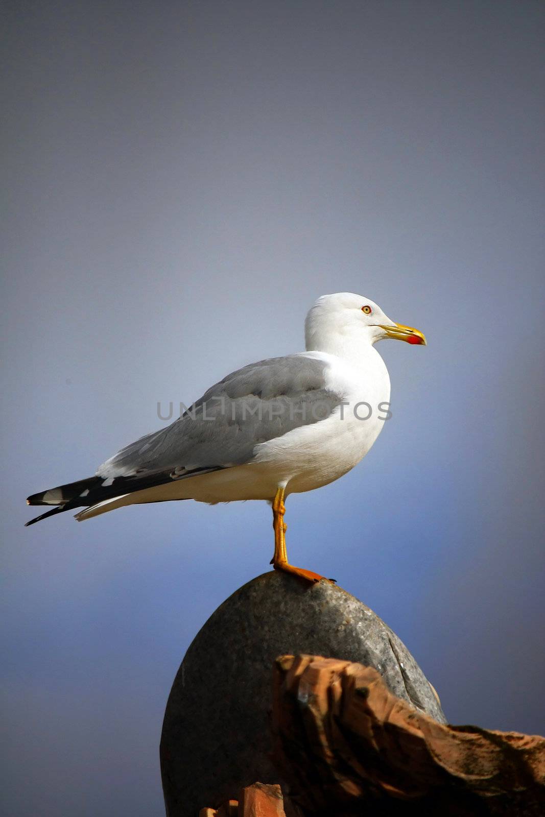 On top of the world by membio