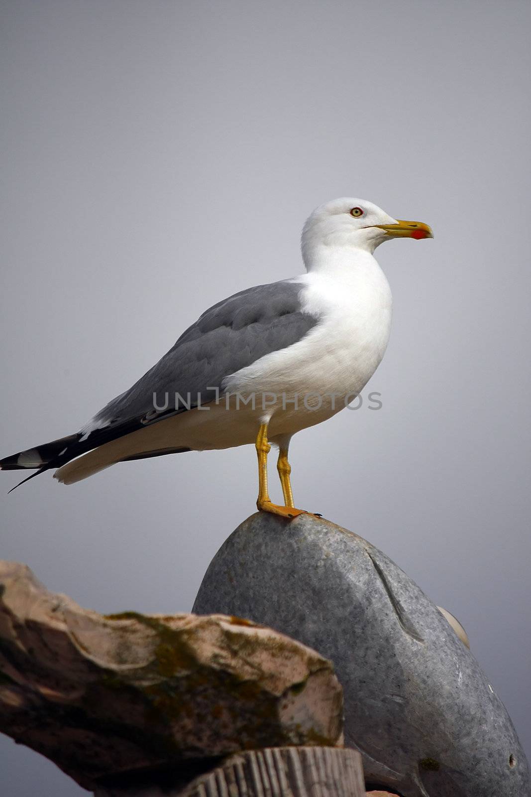 View of an adult yellow-legged gull on top of a stone statue.