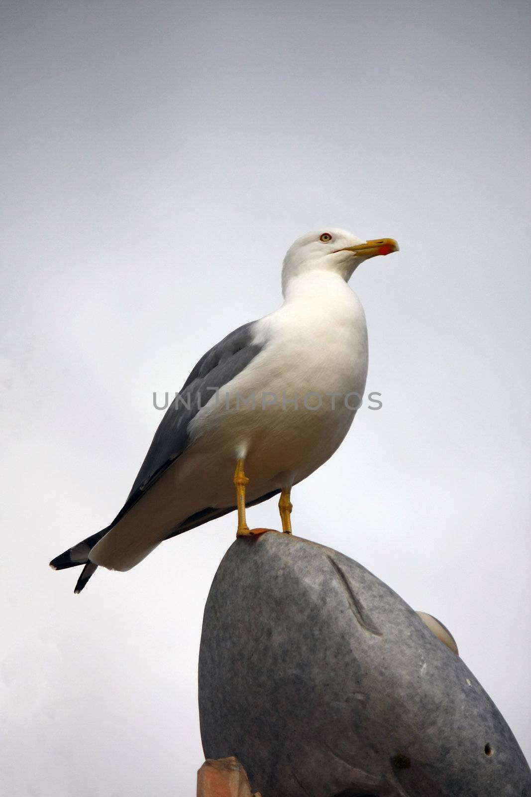 Low perspective view of a yellow-legged gull on top of a rock.