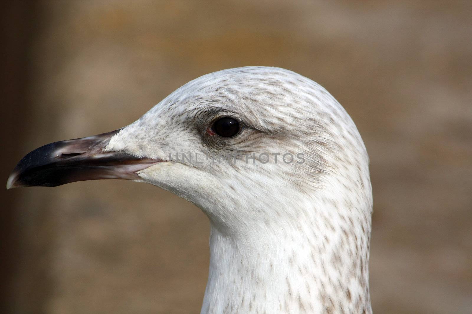 Close detail of the head of a juvenile yellow-legged gull.