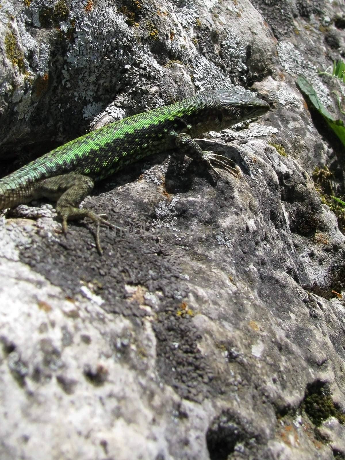 The lizard, reptile, an animal kowtowing, a leather, beauty, the nature, fauna, a kind
