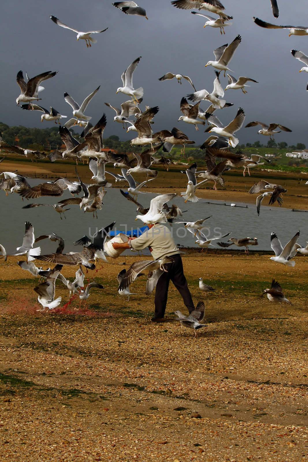 Man throws some fish leftovers on the ground and group of seagulls takes advantage of the situation.