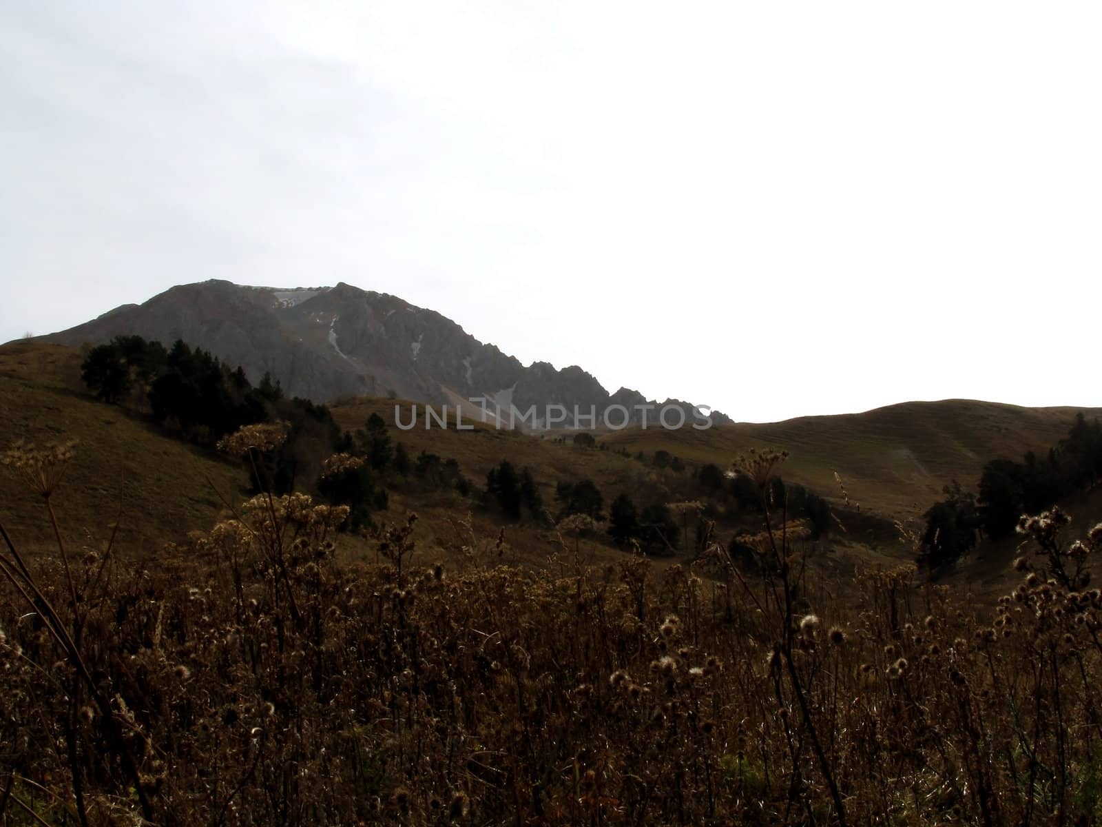Mountains; caucasus; rocks; a relief; a landscape; wood; the nature; a panorama; a landscape; a ridge; top
