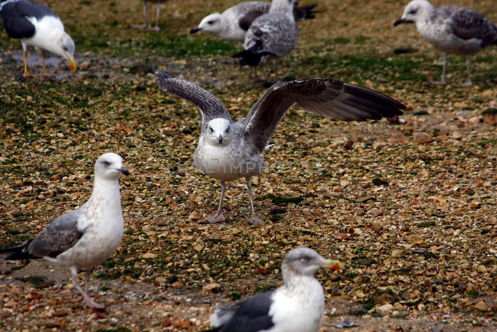 View of a group of seagulls, where on the center a juvenile spreads it's wings.