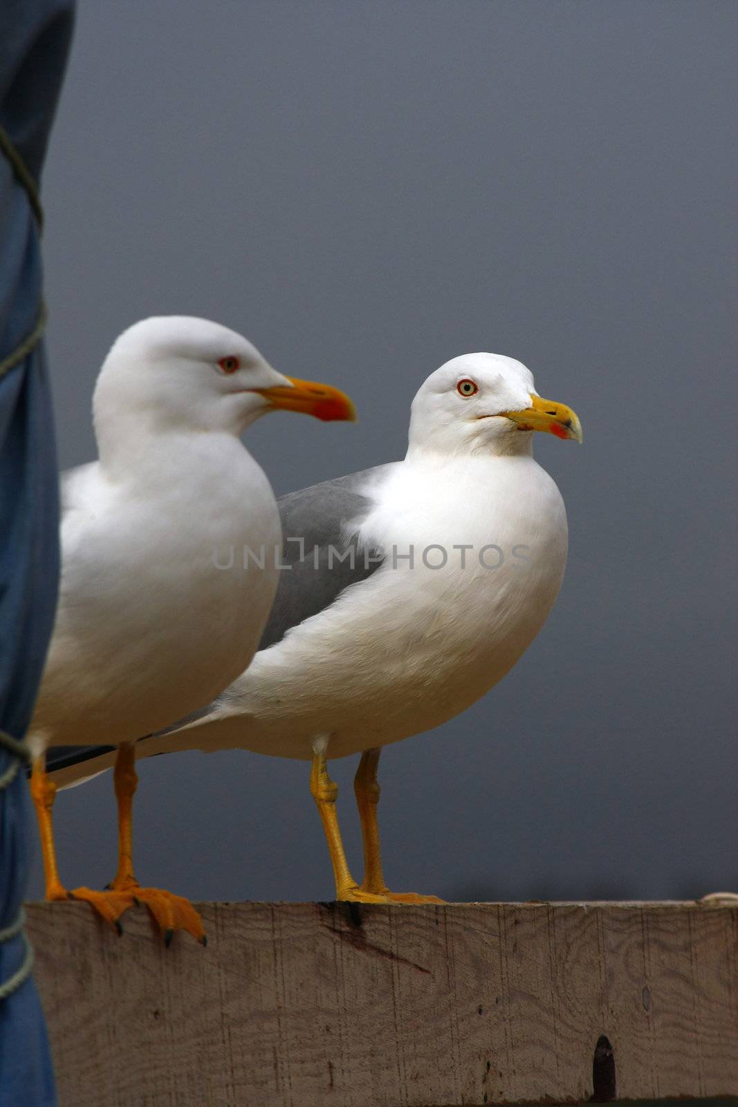View of two adult yellow-legged seagulls on top of a wooden box.