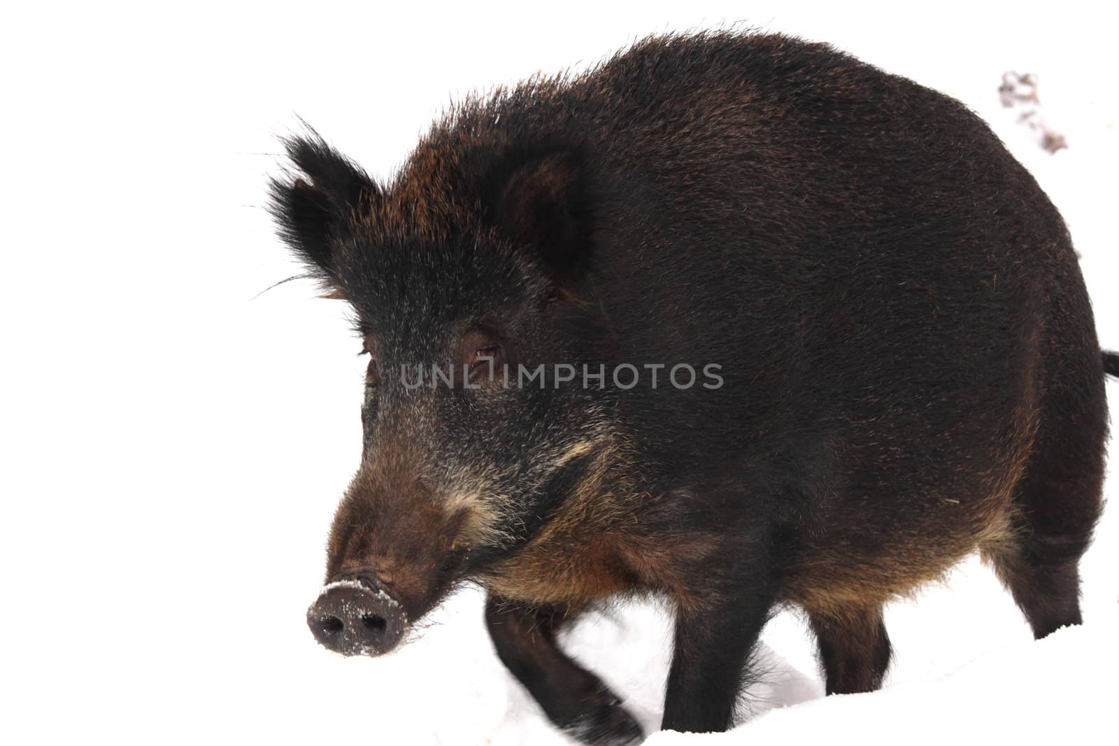 wild boar in winter