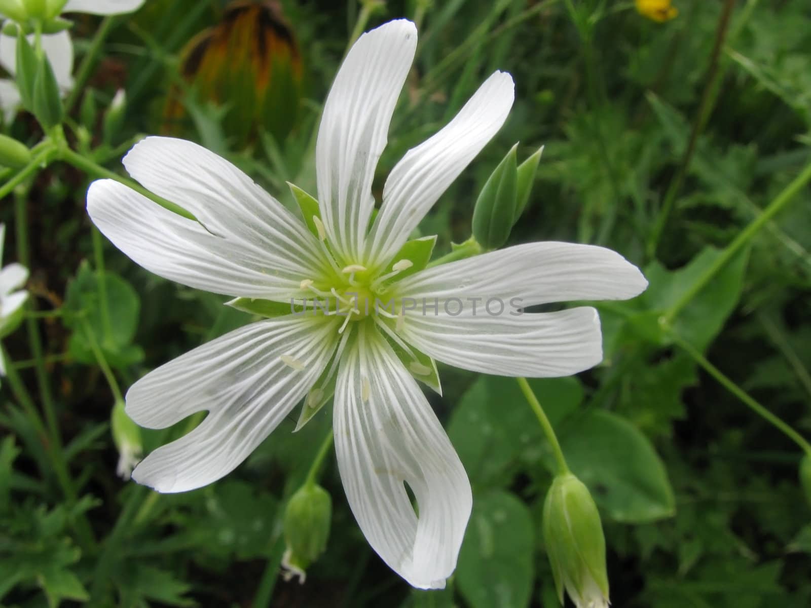 flower, flowers, flora, the nature, a plant, a season, summer, object, a background, flowering, park, largly