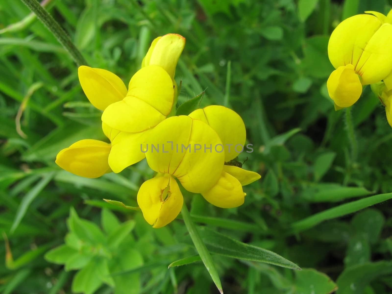 flower, flowers, flora, the nature, a plant, a season, summer, object, a background, flowering, park, largly