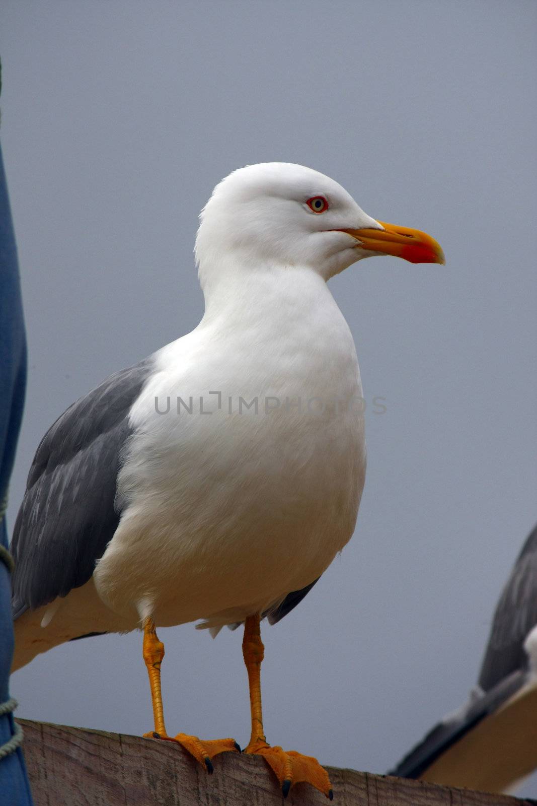 Close detail of an adult yellow-legged gull on top of a wooden box.