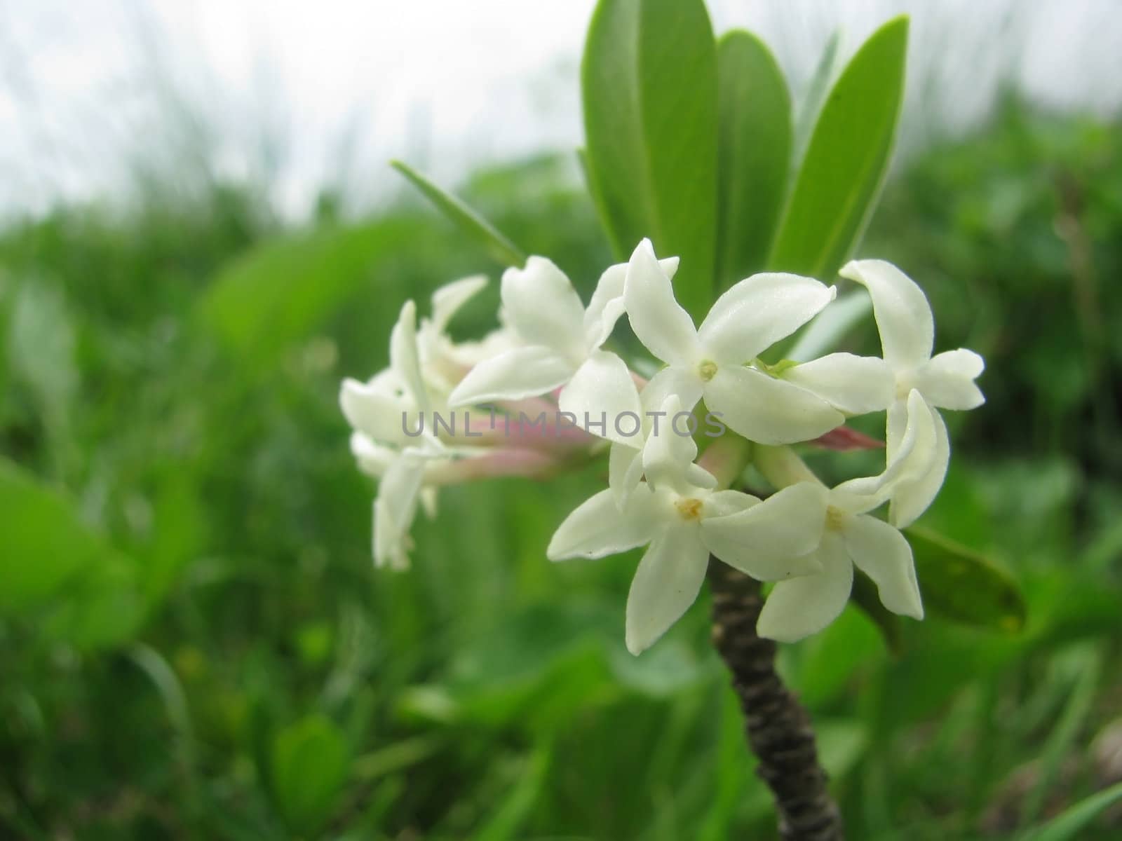 flower, flowers, flora, the nature, a plant, a season, summer, object, a background, flowering, park, largly, solar