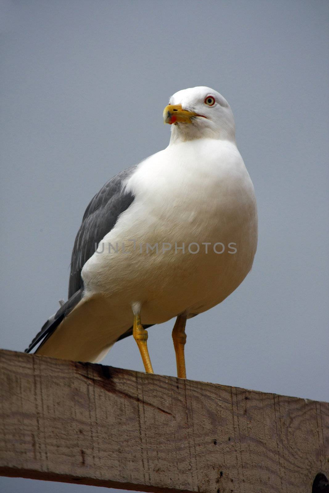 Yellow-legged seagull by membio