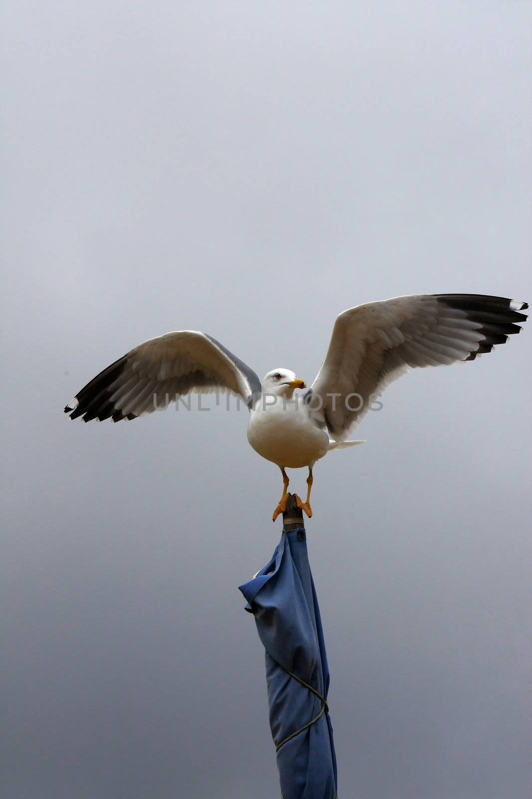 View of a yellow-legged gull on top of a strapped flag with wide open wings.