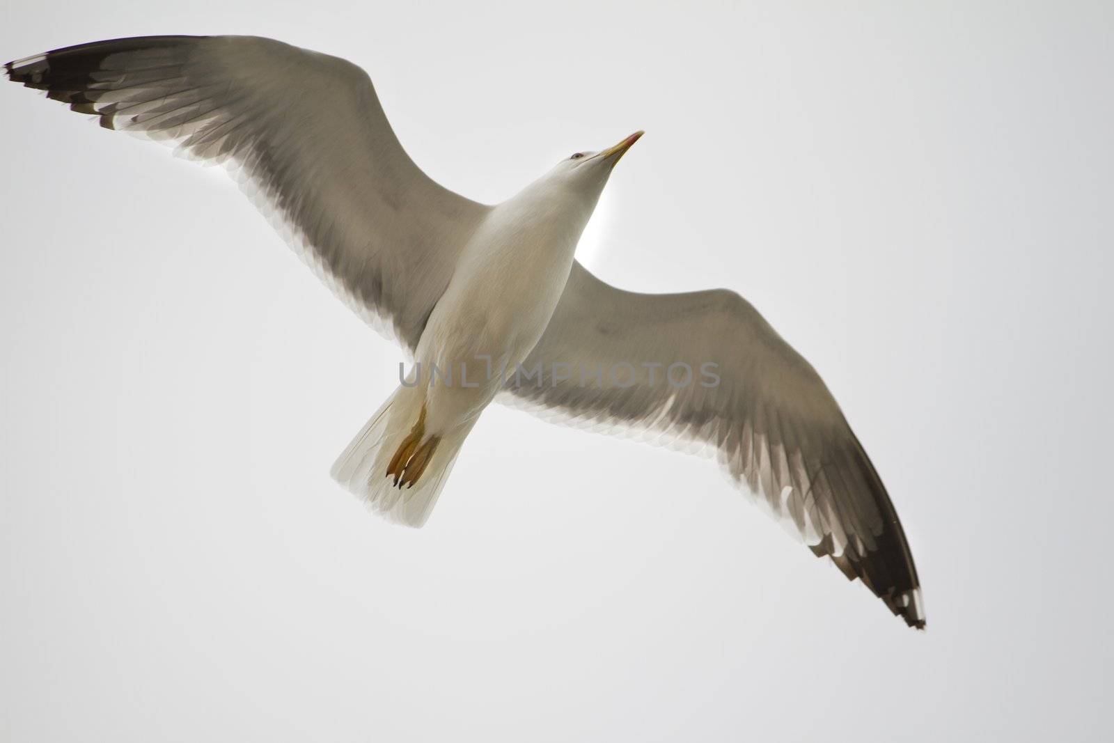 View from below a white seagull in plain flight.