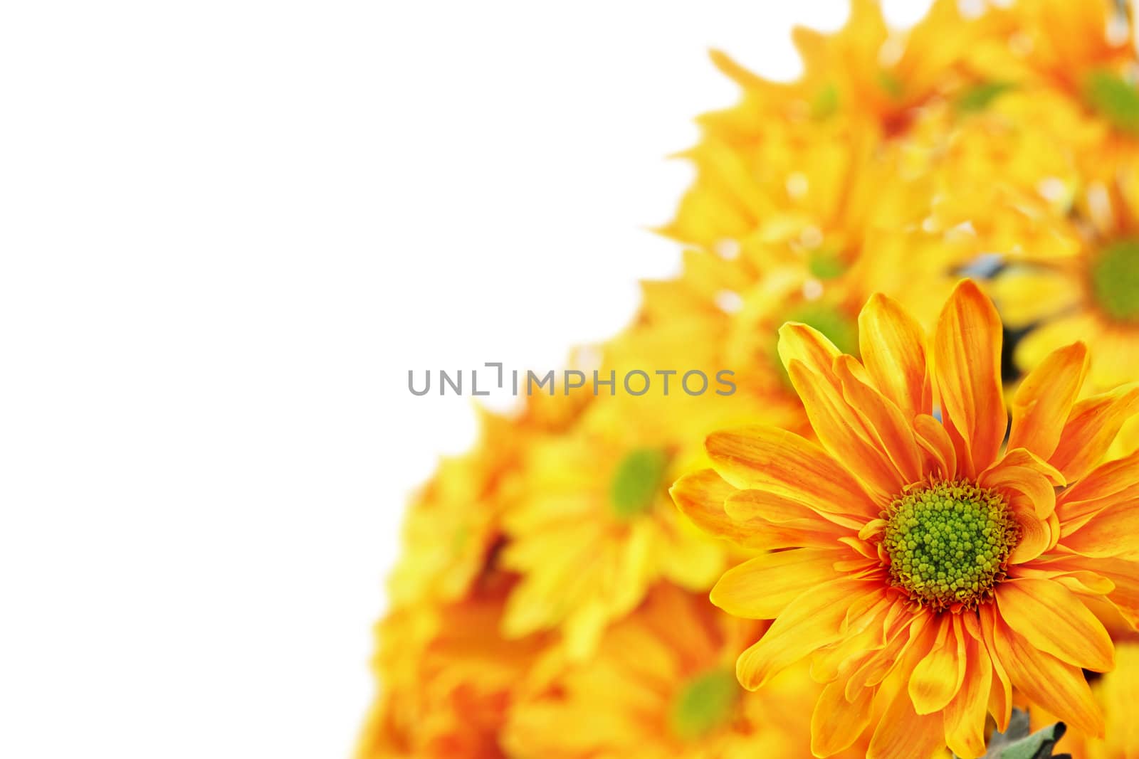 Chrysanthemums with room for text against a white background. Shallow DOF.