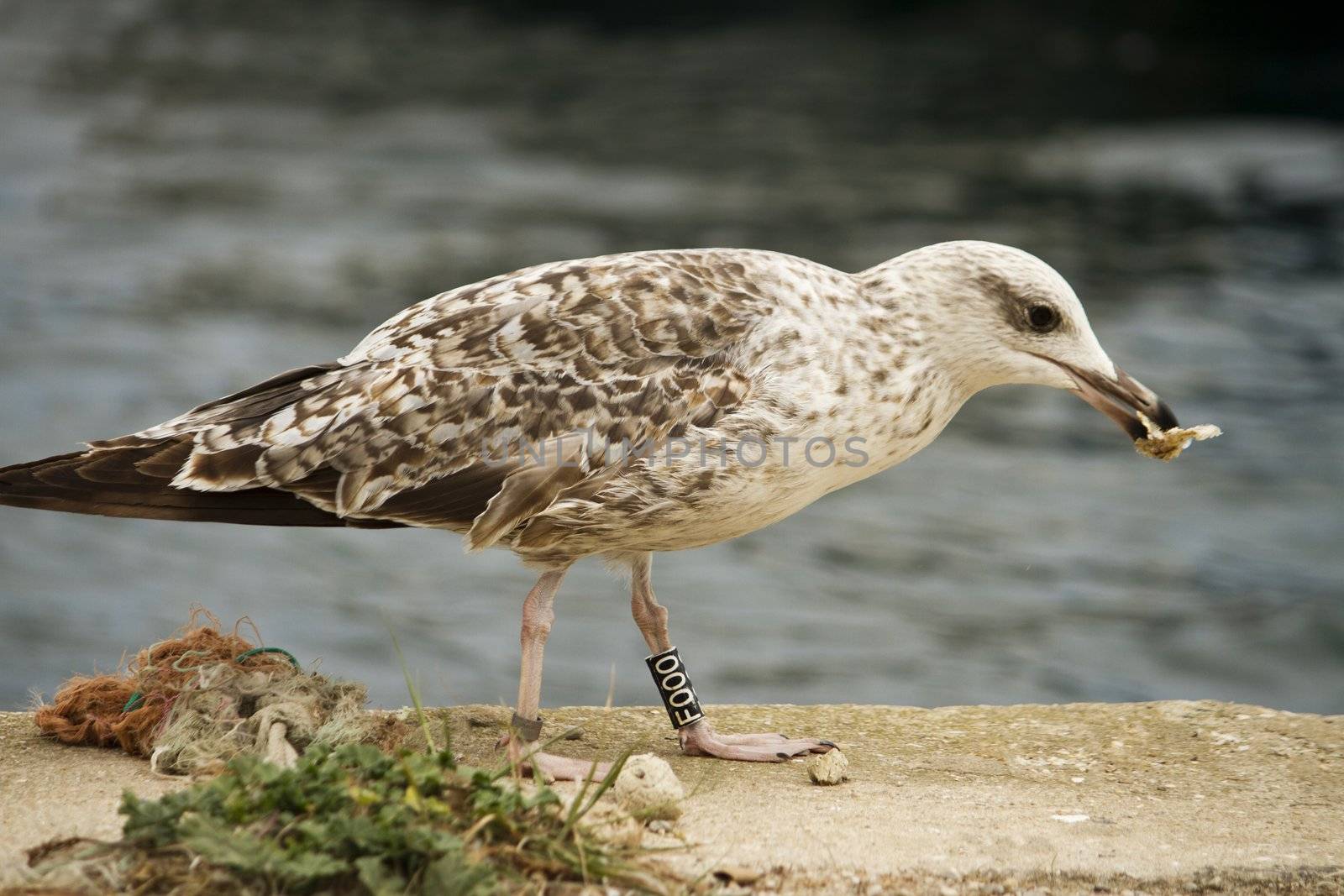 Close up view of a juvenile seagull catching some food.