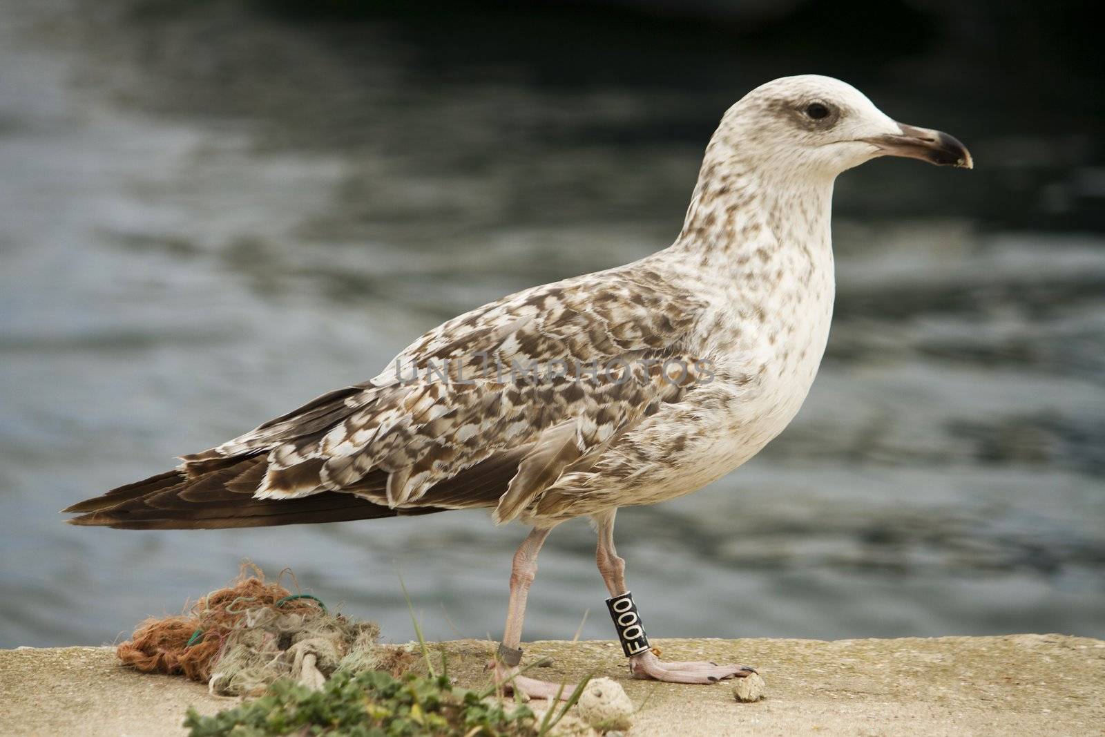Juvenile seagull by membio