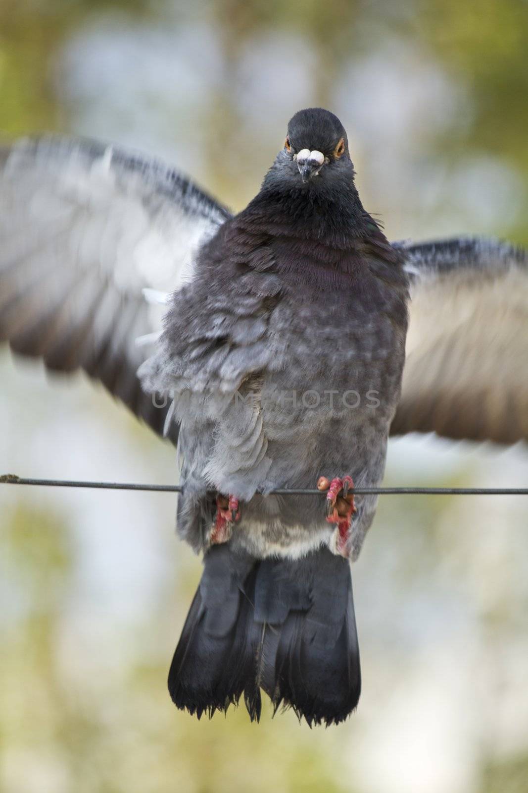 Close view of a city pigeon flapping his wings.