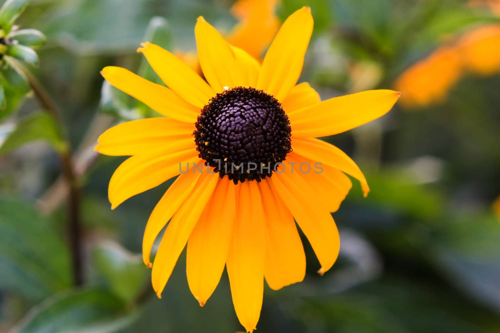 Black eyed susan wild flowers in yellow and black