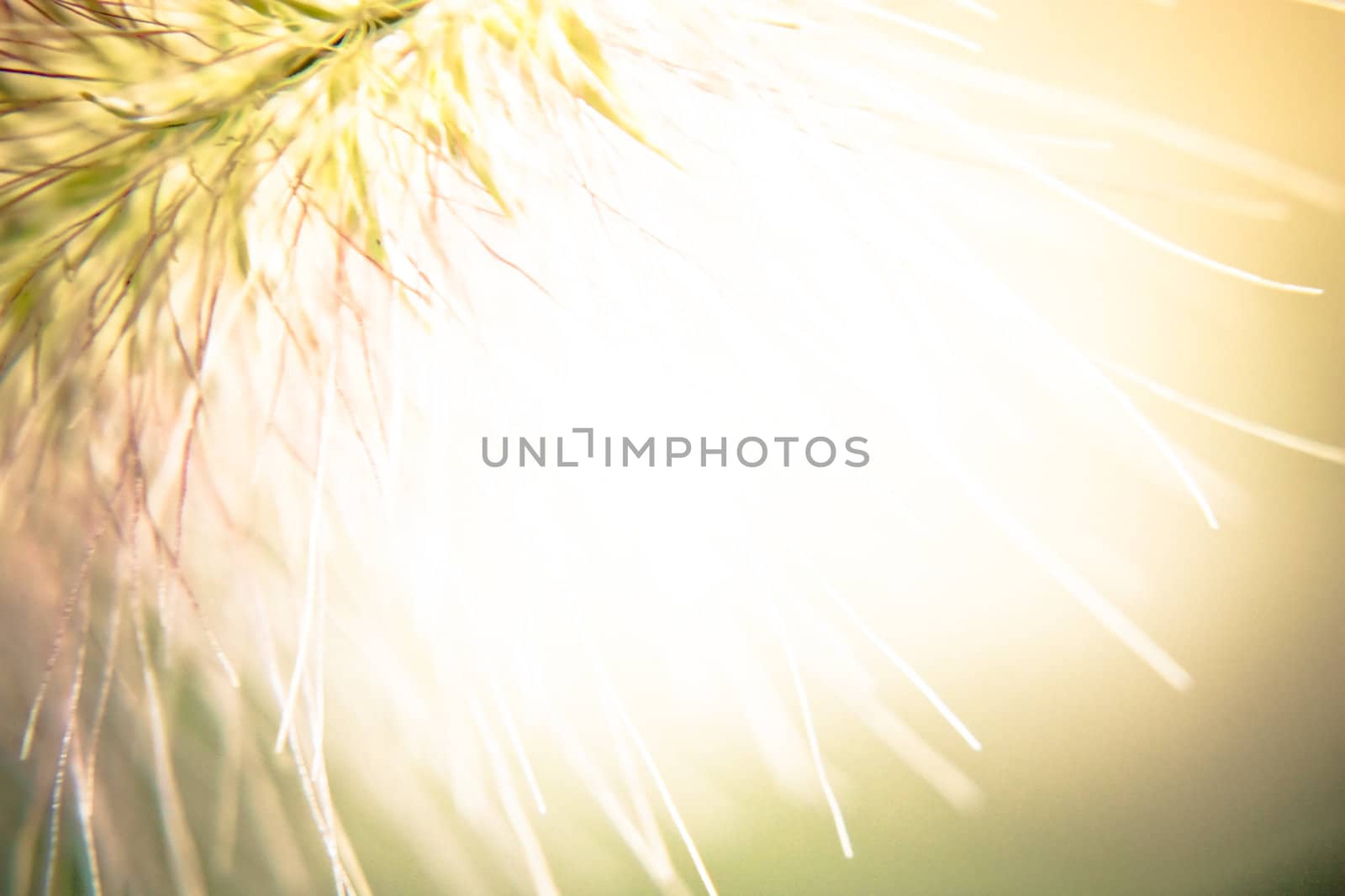 close-up photo of a fluff hair, macro