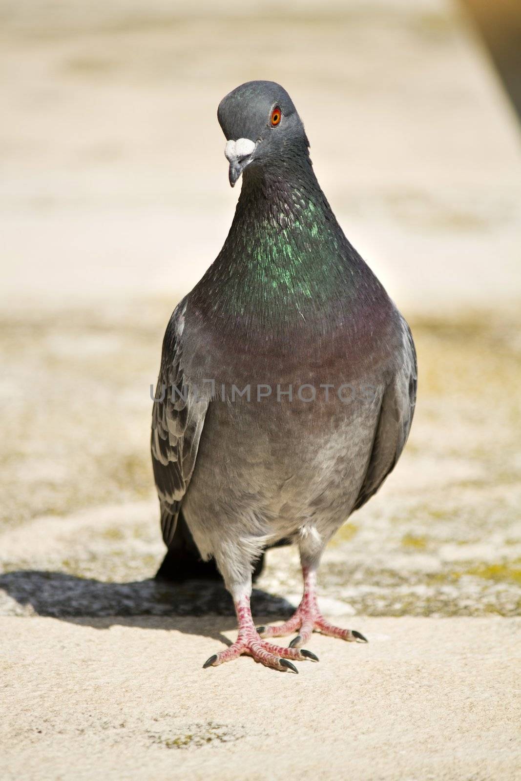 Close view of a city pigeon walking towards the camera.