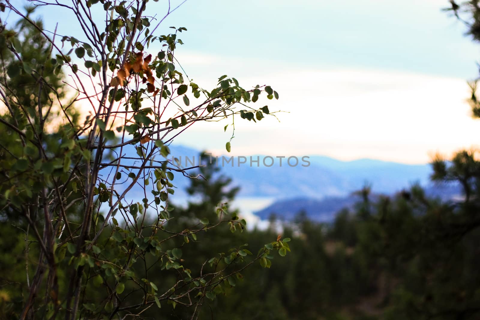 shallow depth of foeld of a bush branch