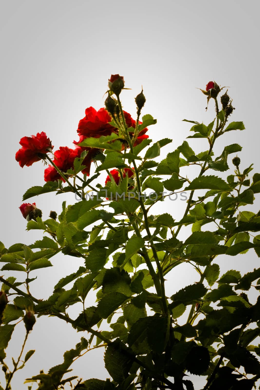 red roses in bright sky