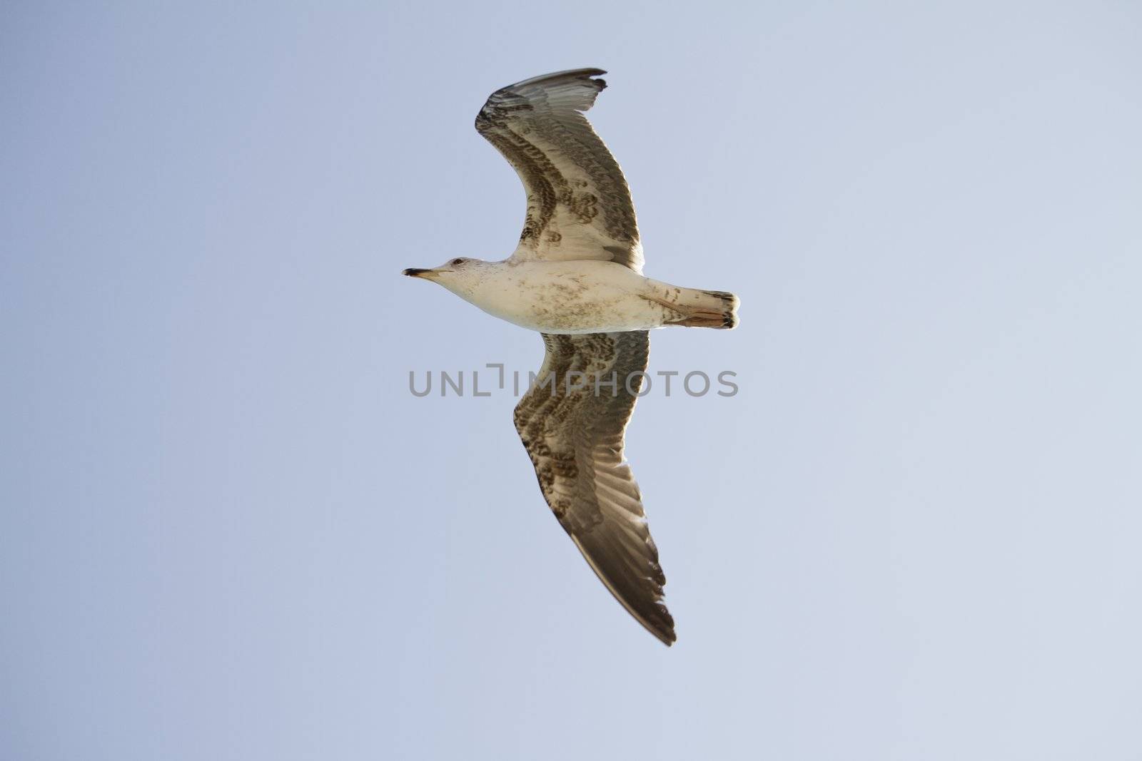 View of a juvenile seagull in plain flight next to the docks.