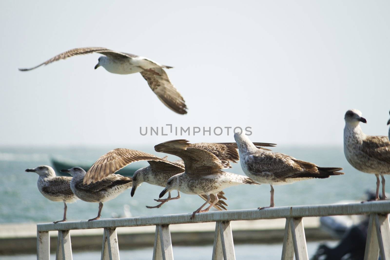 View of a group of seagulls standing along a pier.