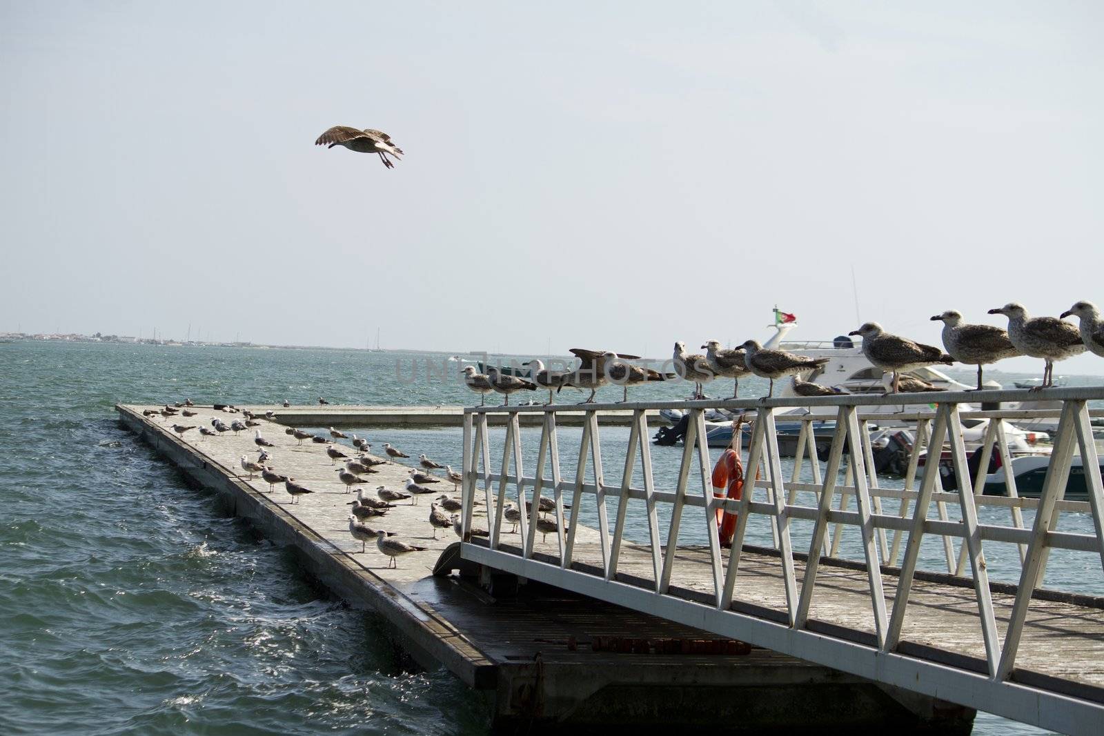 Group of seagulls on pier by membio