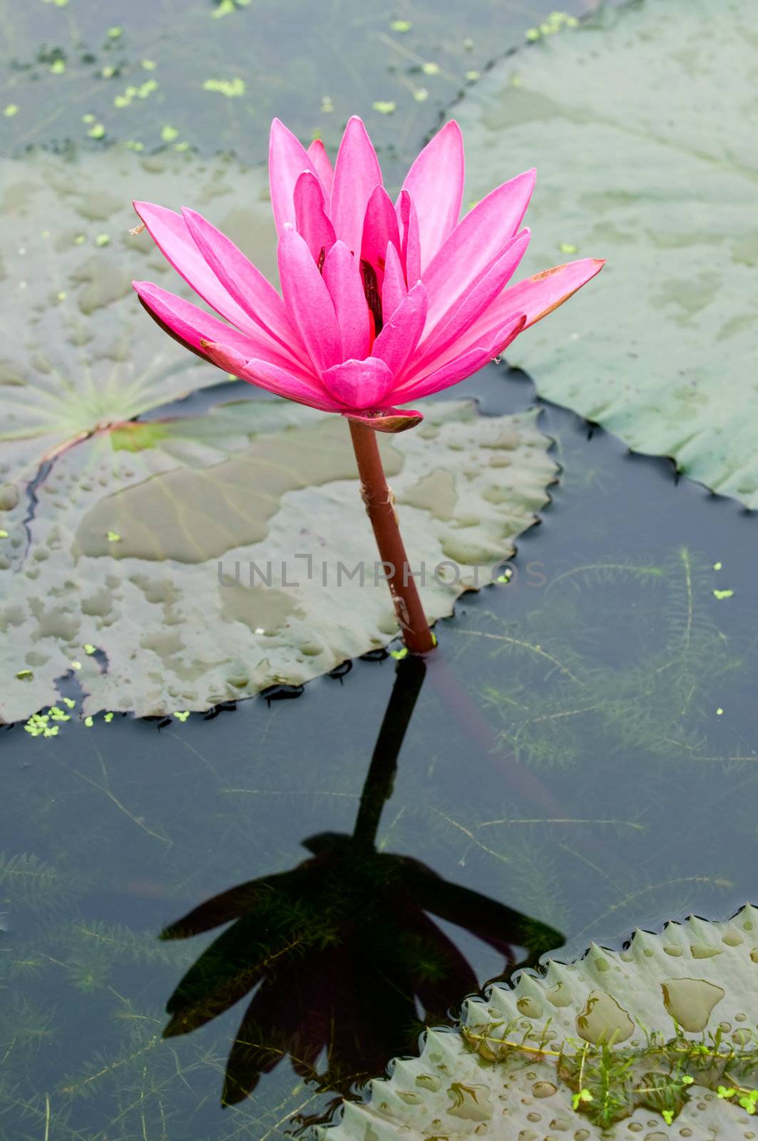 A single pink water lily with reflection over water