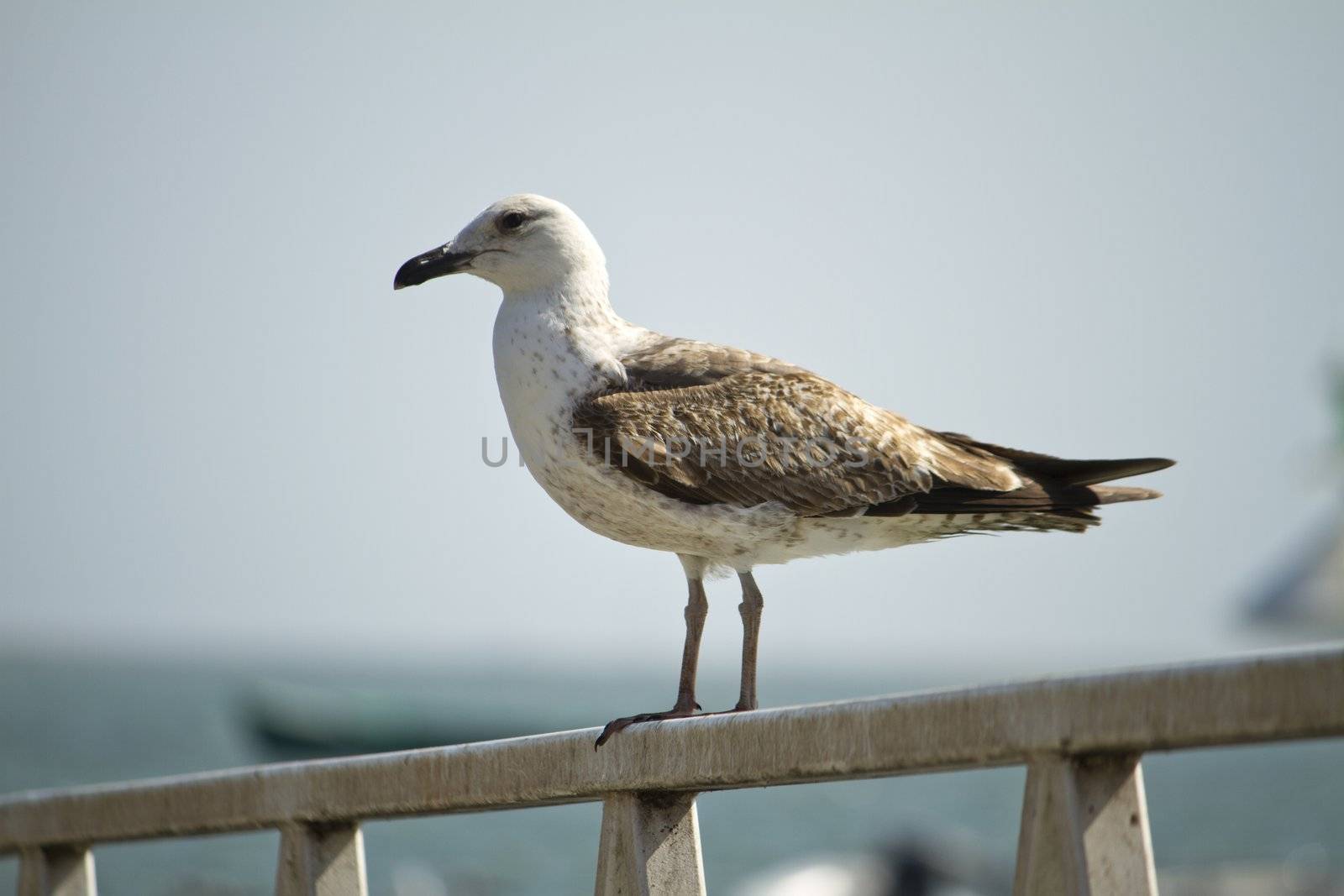 Close view of a juvenile seagull watching the sea.