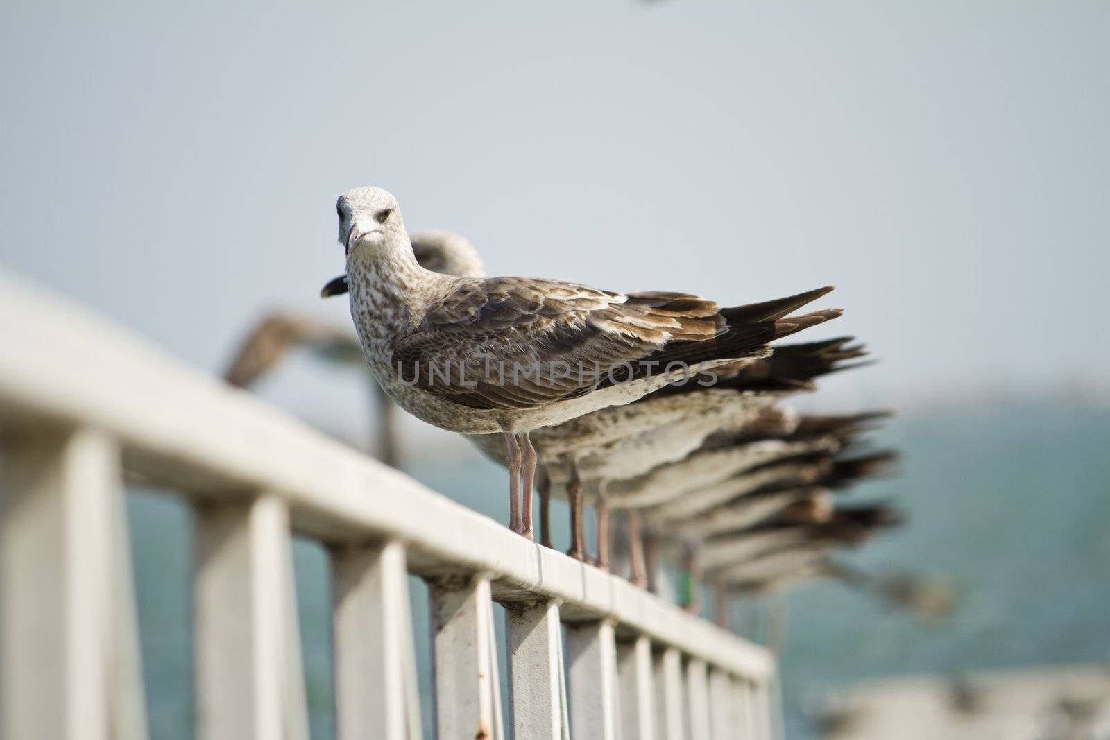 View of a group of seagulls standing along a pier.