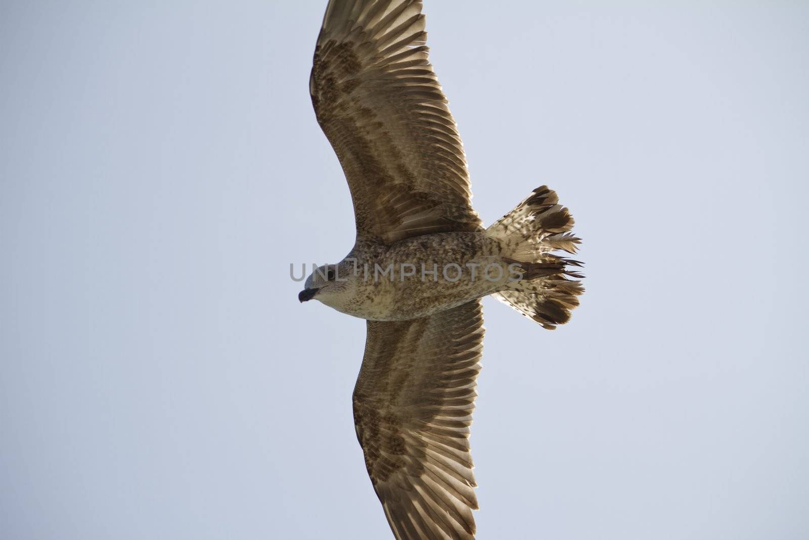 seagull in flight by membio