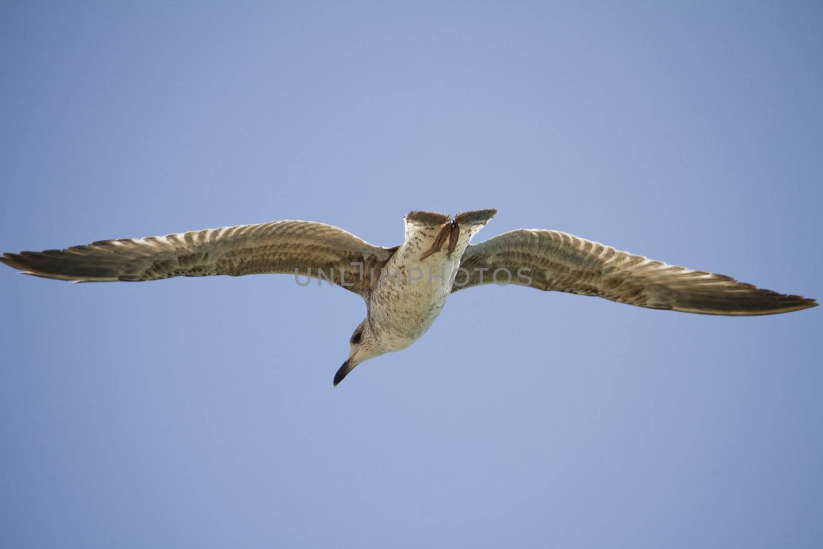 View of a juvenile seagull in plain flight next to the docks.