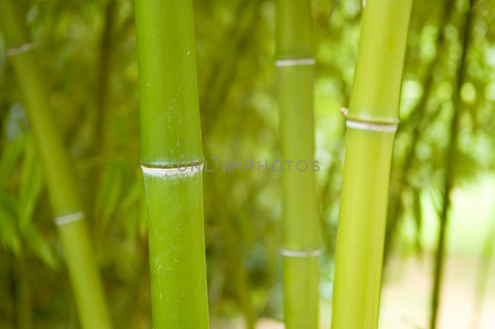 The close up of bamboo tree in forest