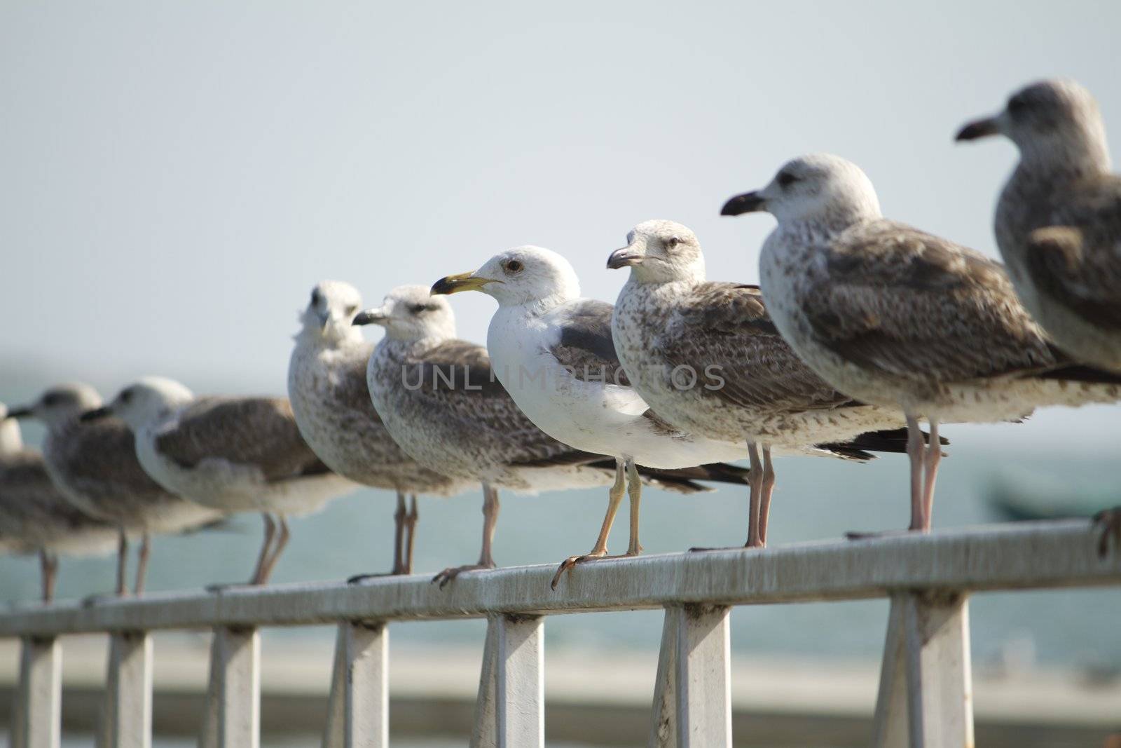 View of a group of seagulls standing along a pier.