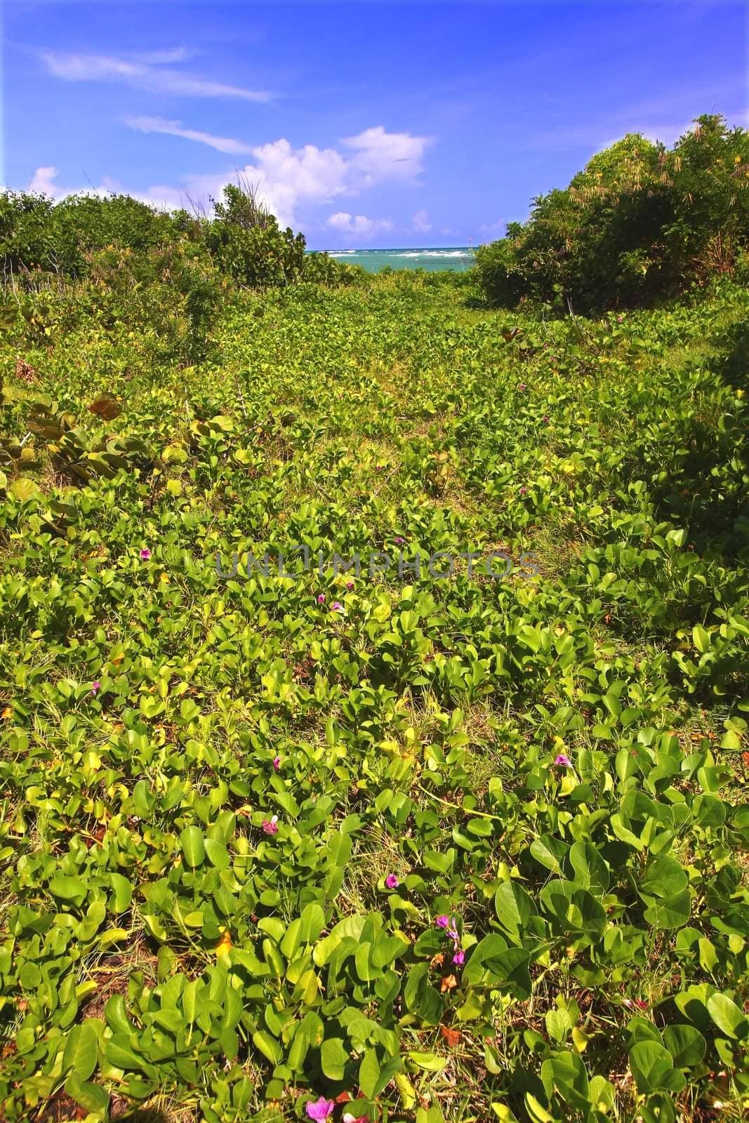 Tropical vegetation grows along the coast at Anse de Sables Beach in Saint Lucia.