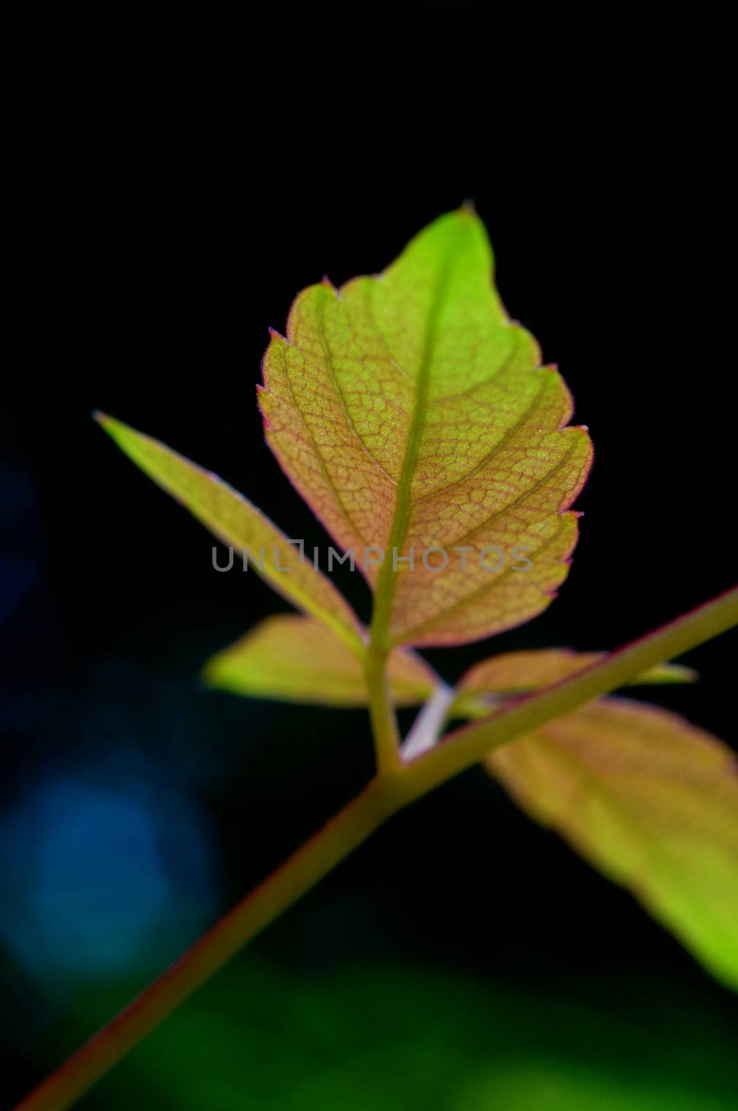 The leafs of climbing plant on black background