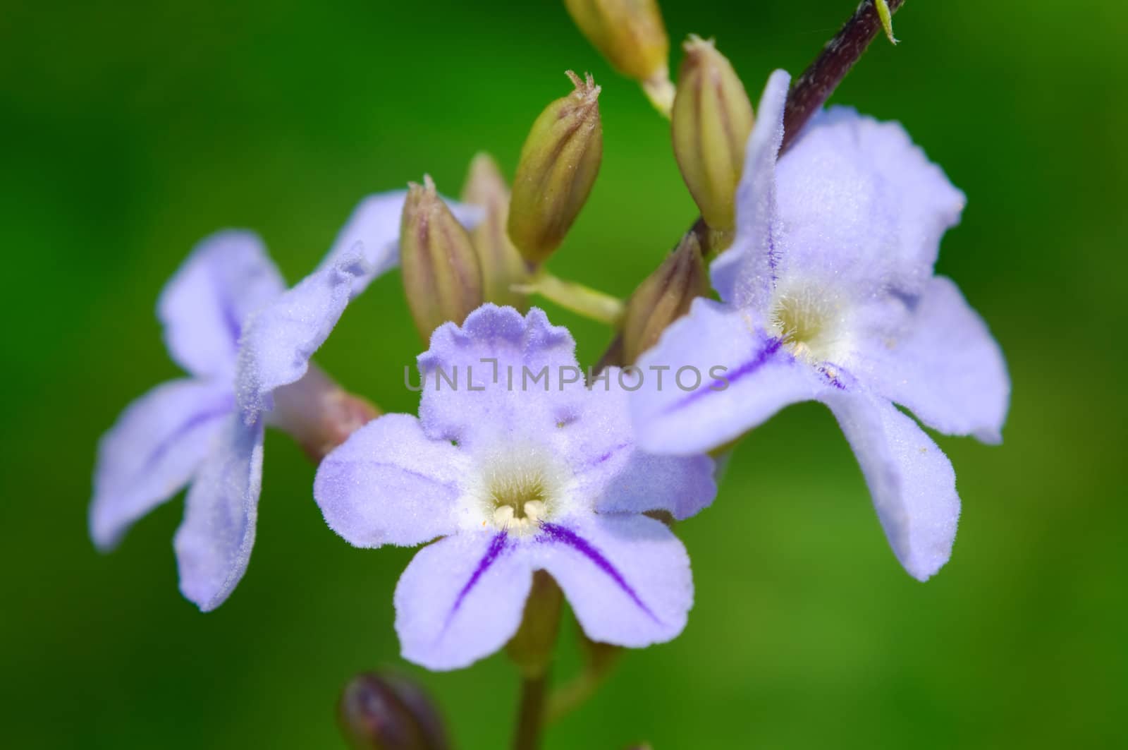 The small pinky road flowers with details