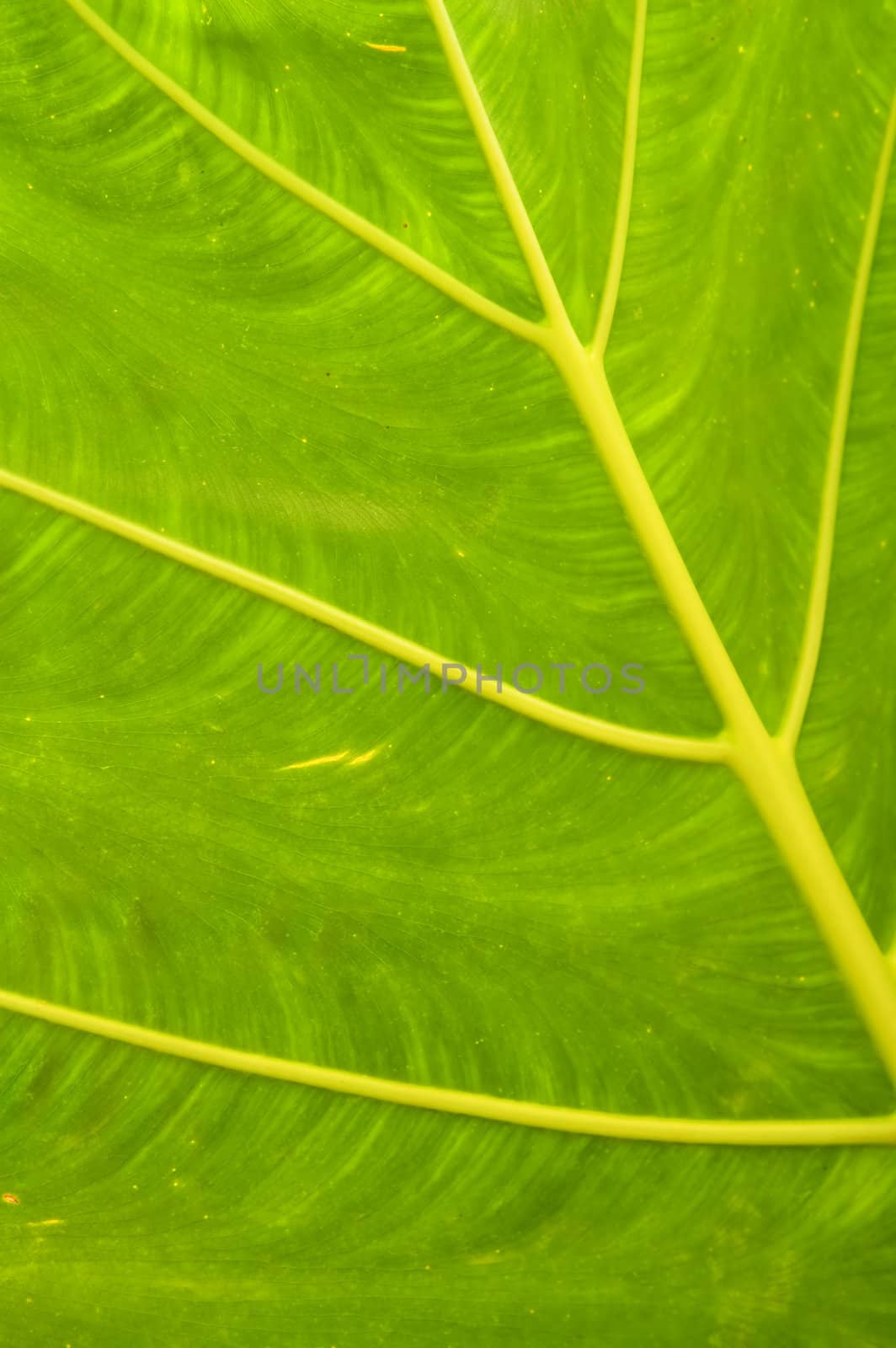 The close up of leaf under sunshine