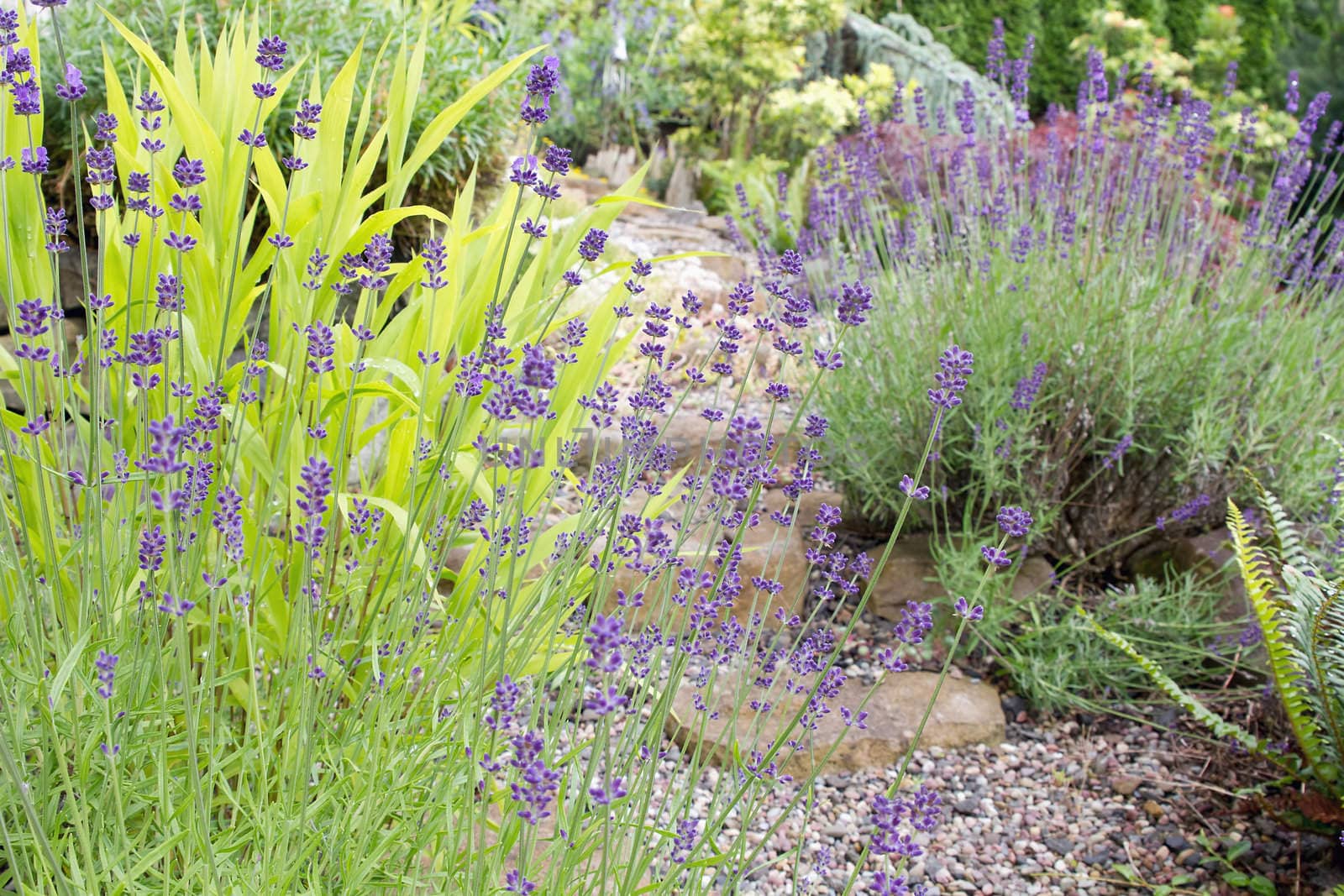 Garden Path with English Lavender Flowers and Plants