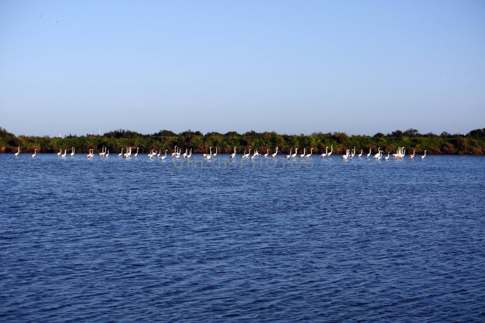 View of a large group of pink flamingos on the natural park of "Ria Formosa" located on Portugal.